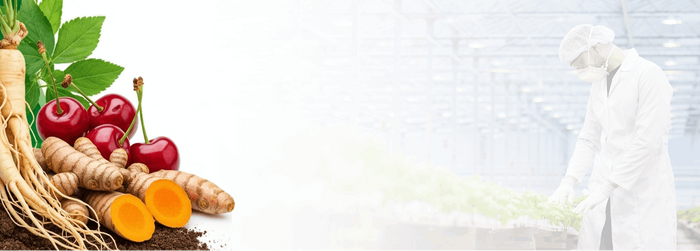 Natural herbal ingredients banner featuring turmeric root and cherries with laboratory background for A Pure Herb