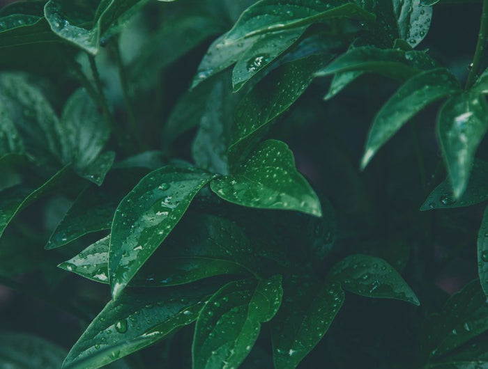 Close-up of vibrant green plant leaves with crystal water droplets against dark natural background